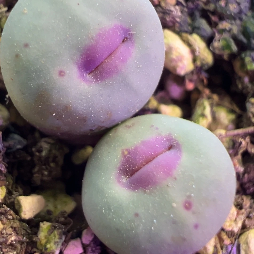 中型厚嘴唇  肉锥植物