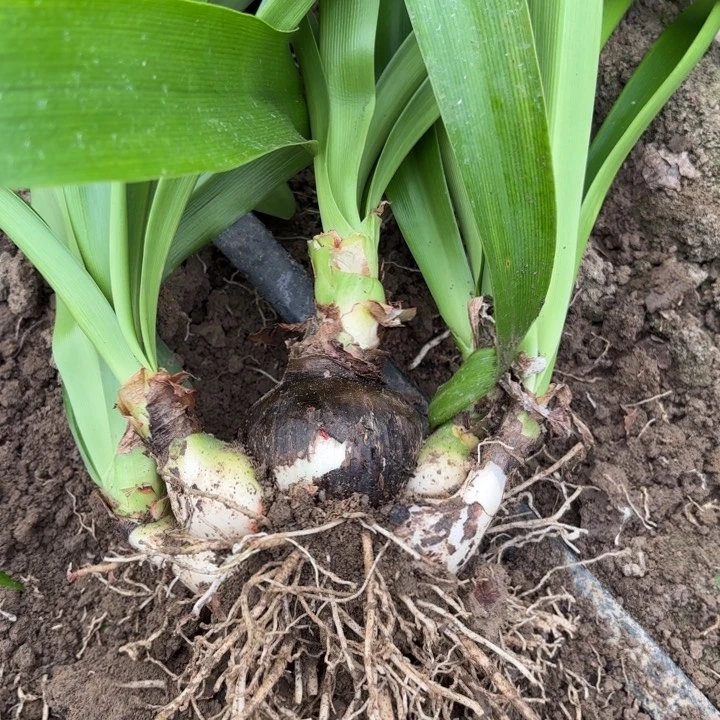 无花朵人**梦阿弗雷包对版3263