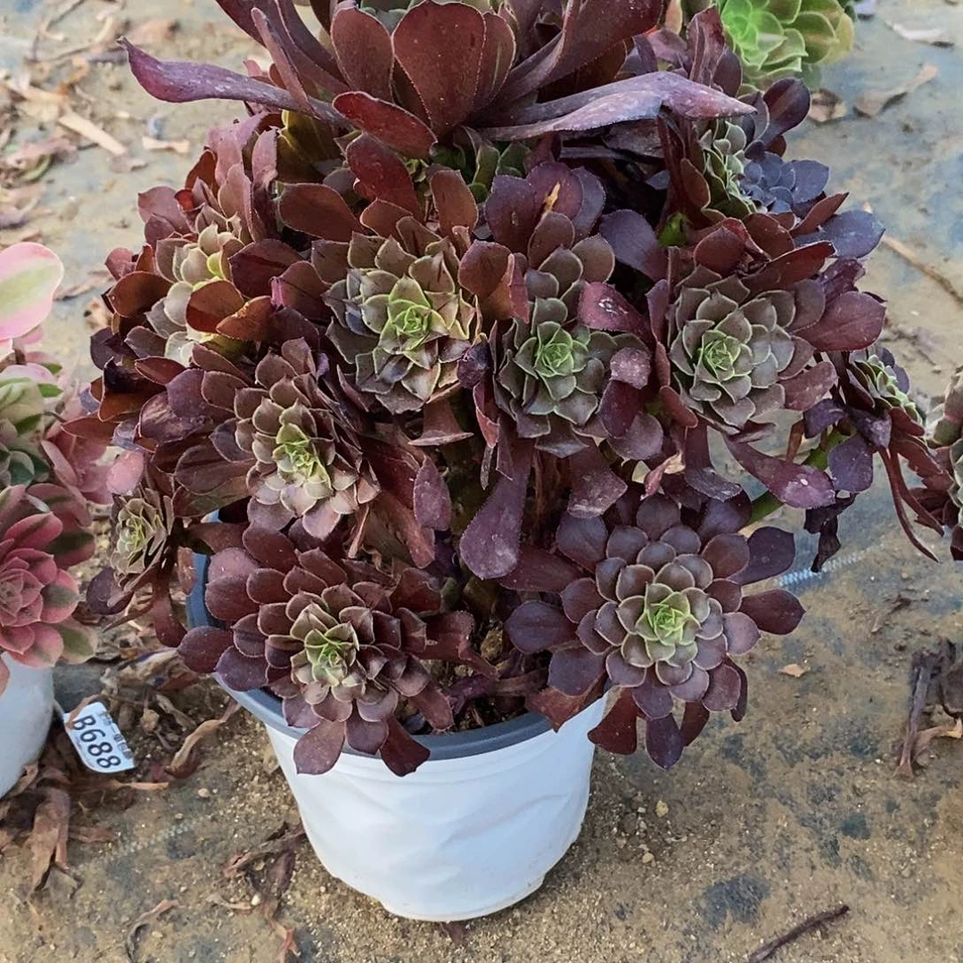 050墨铜拉丝花脸多肉法师锦