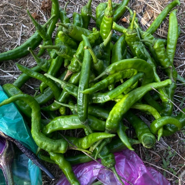 农民菜园新鲜薄皮土辣椒