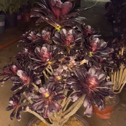 圆叶多肉植物032