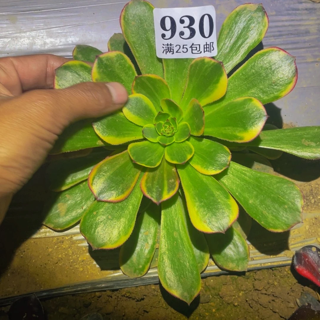 半夏多肉植物多肉930