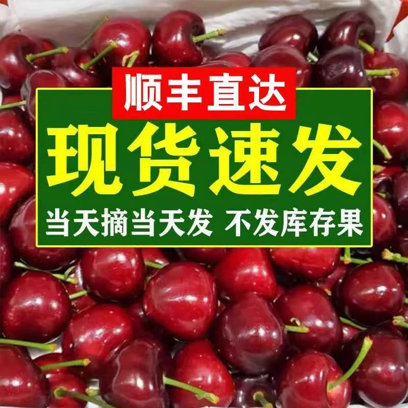 山东露现摘大樱桃拉宾斯脆甜爽口树熟国产车厘子顺丰空运冷链