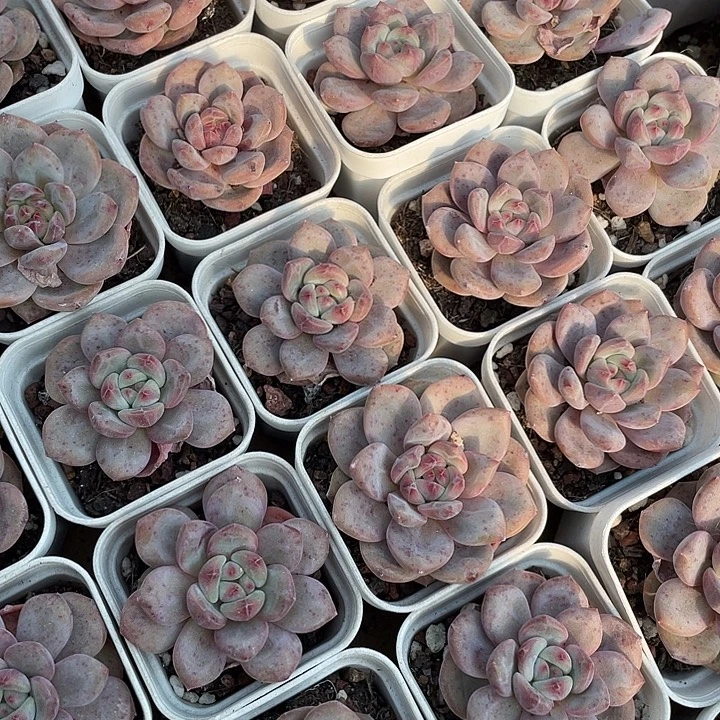 爱丽儿带盆土发货