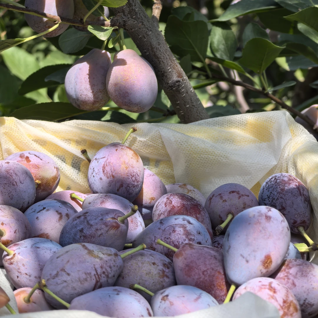 新疆有机法兰西西梅新鲜当季应季水果甜糯多汁