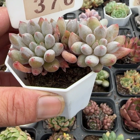 370所罗门一物一拍多肉