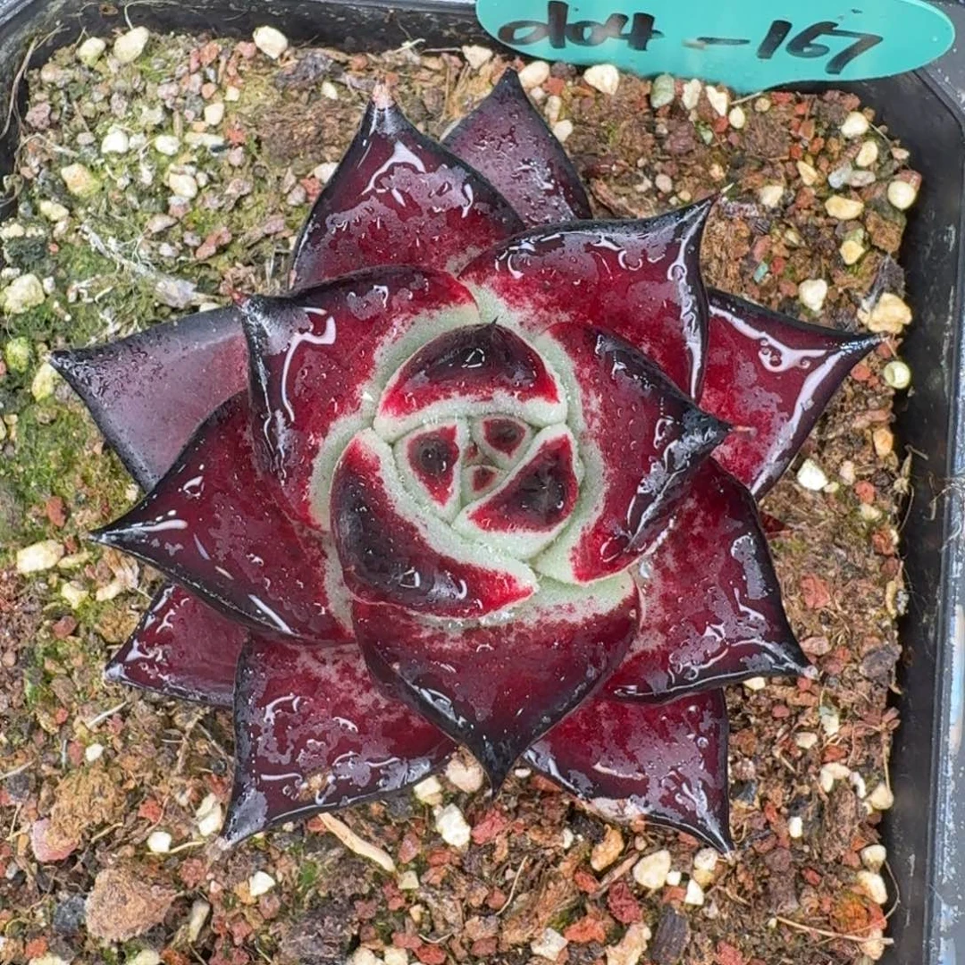 从前慢多肉精选编号0104.167