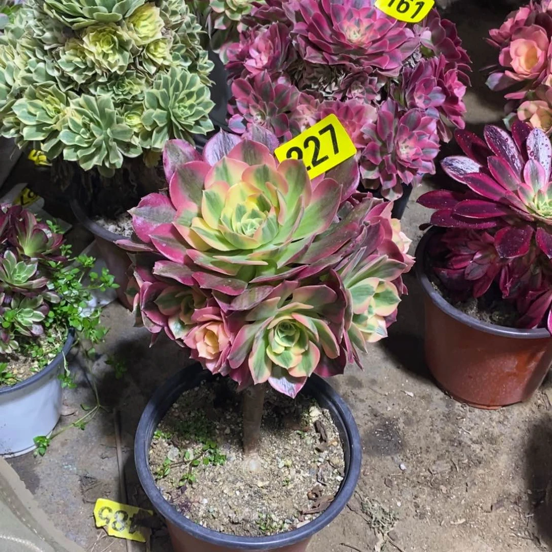 粉女郎多肉法师227