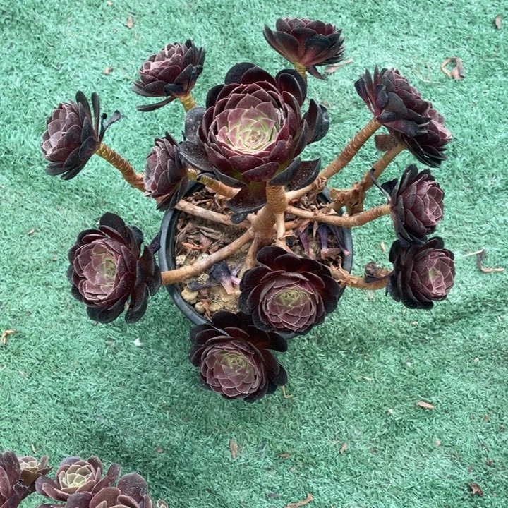 2号老桩炽焰莲法师