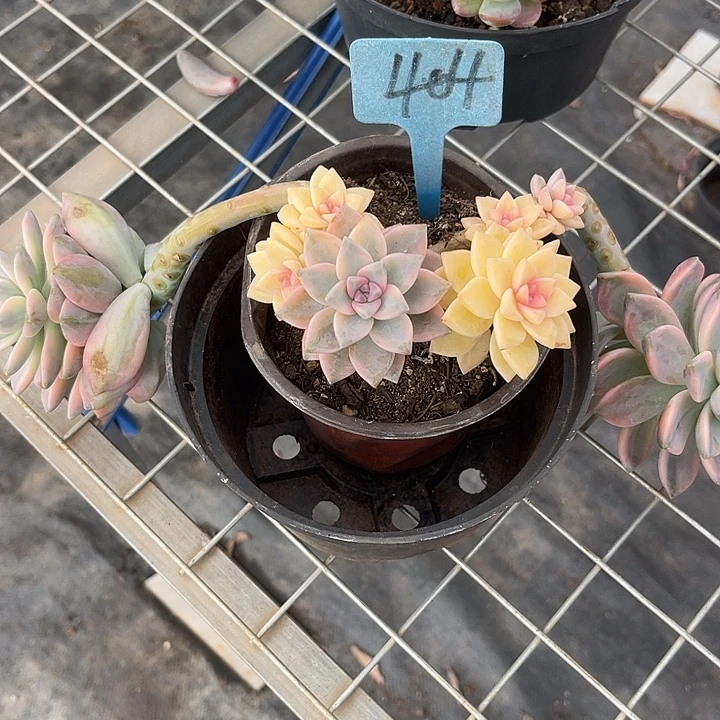 两单包邮，一物一拍404淡雪锦