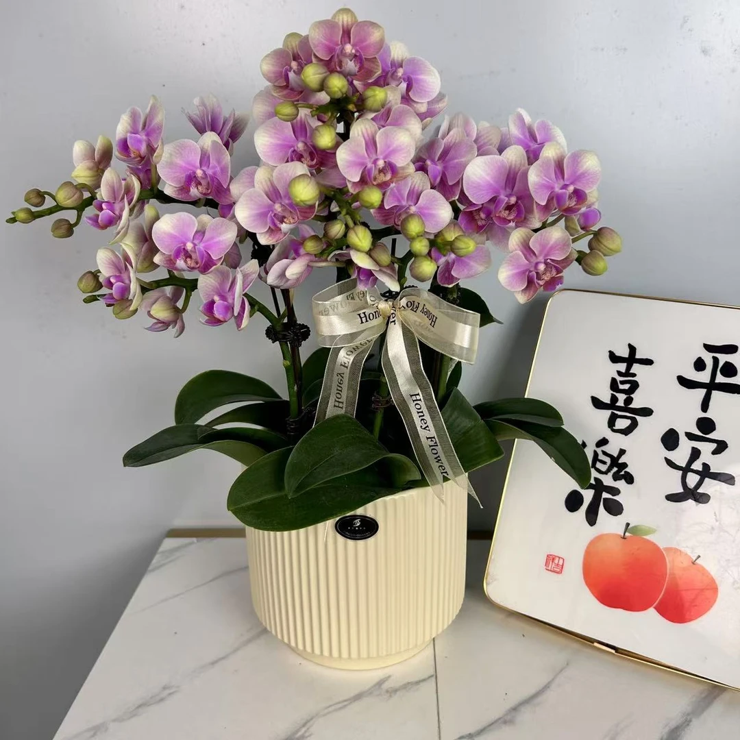 蝴蝶兰【梦幻彩虹】粉白色系蜡质桌面款室内高端花卉精致花量超多