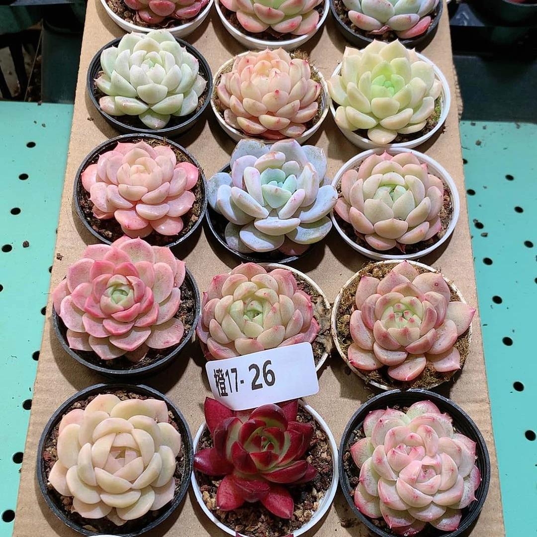 17-26一物一拍带盆18颗。