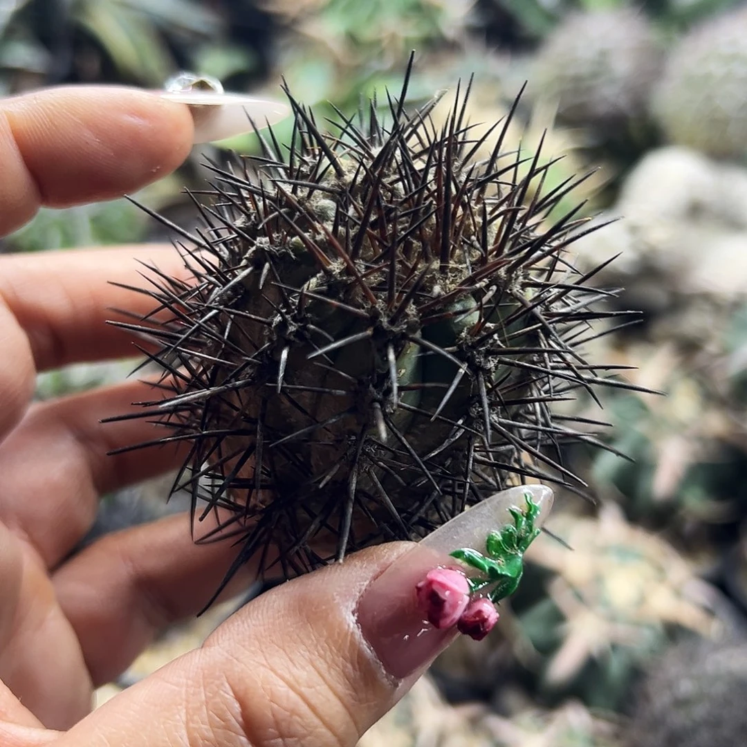 地冠龙仙人球666666