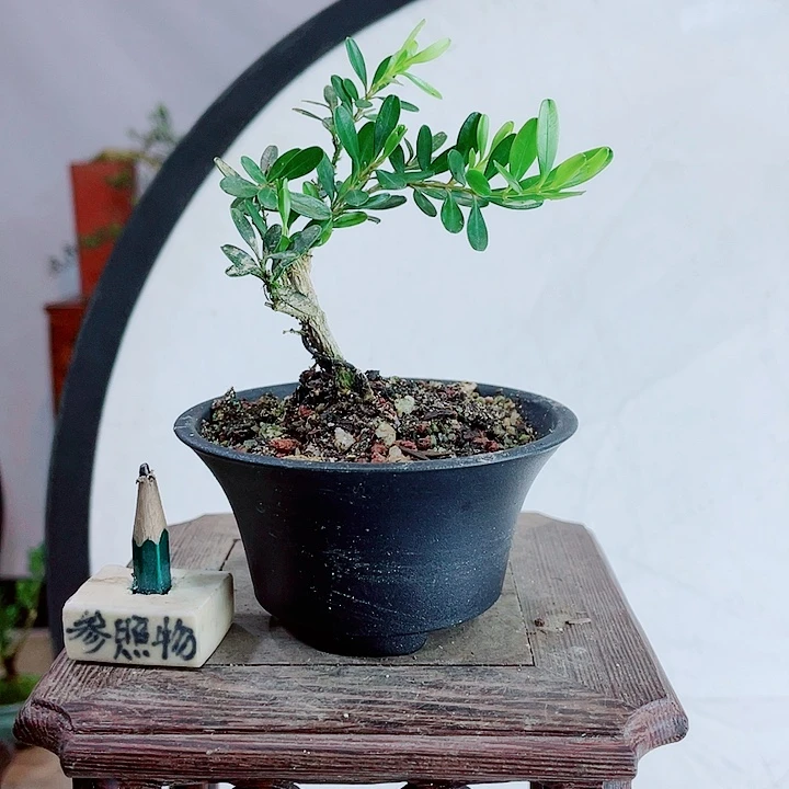 ?*?皱皮雀舌黄杨盆景