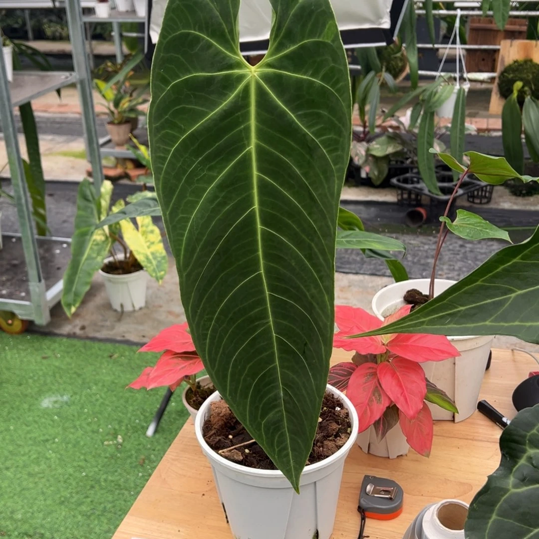 完全开放南美金属花烛