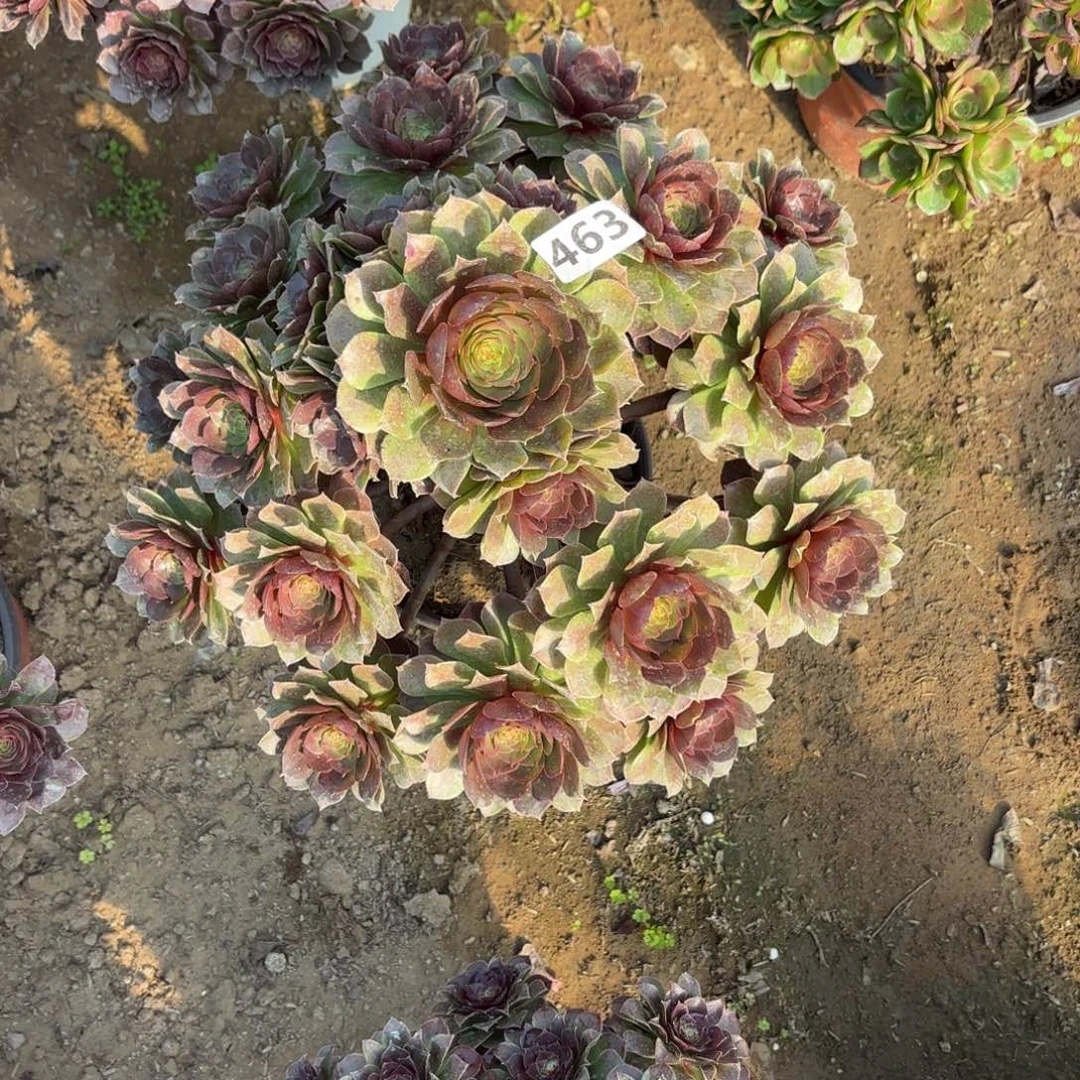 爱****?463黑魔多肉不包损