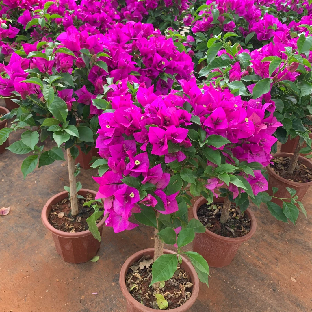 一物一拍紫色三角梅原盆原土盆栽带花四季开花植物阳台庭院好养活