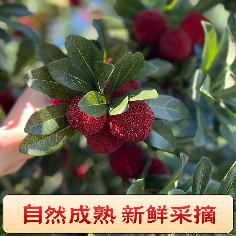 【东魁6斤】正宗仙居东魁杨梅顺丰次日达蓝装礼盒装杨梅浙江省