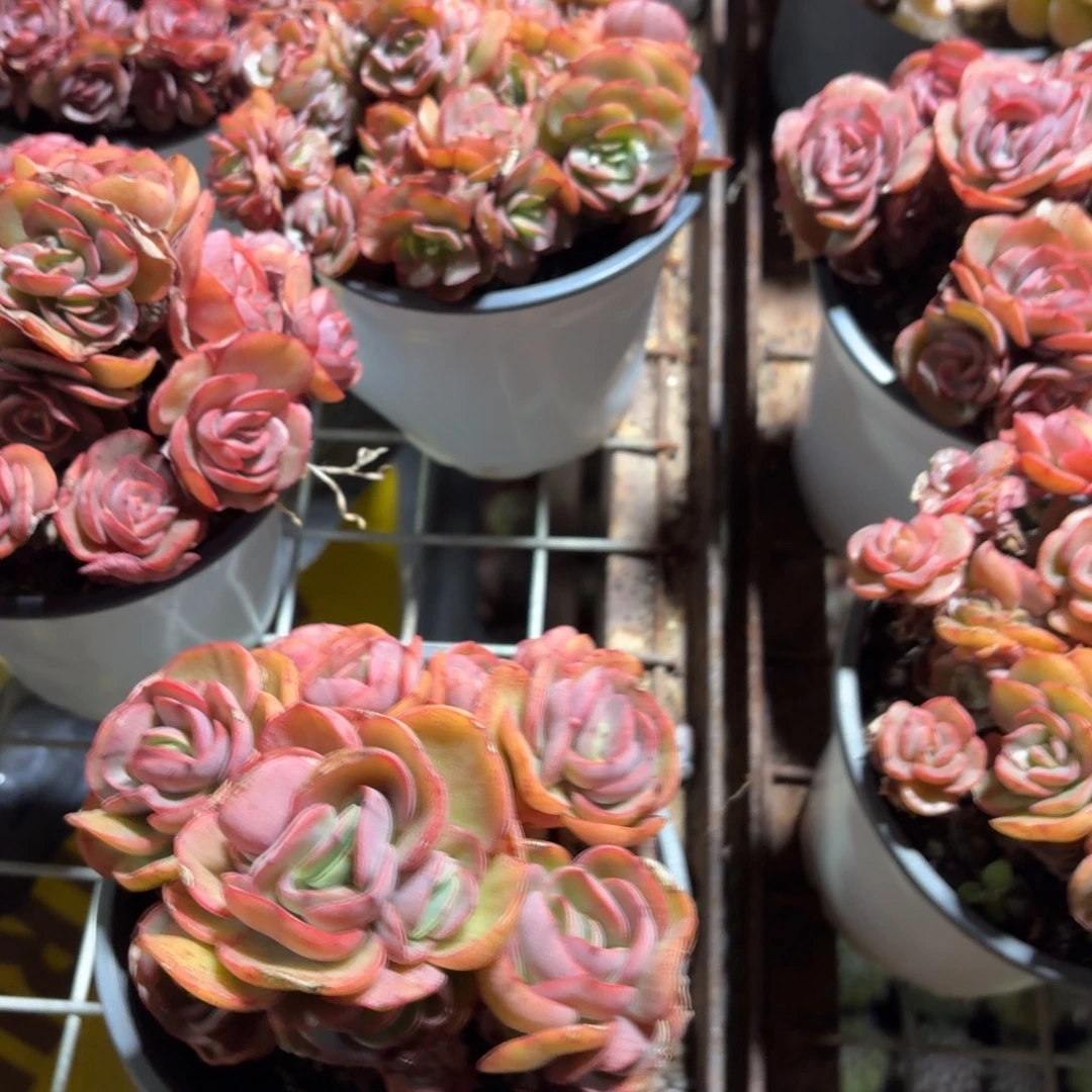 秀妍多肉整群11㎝盆