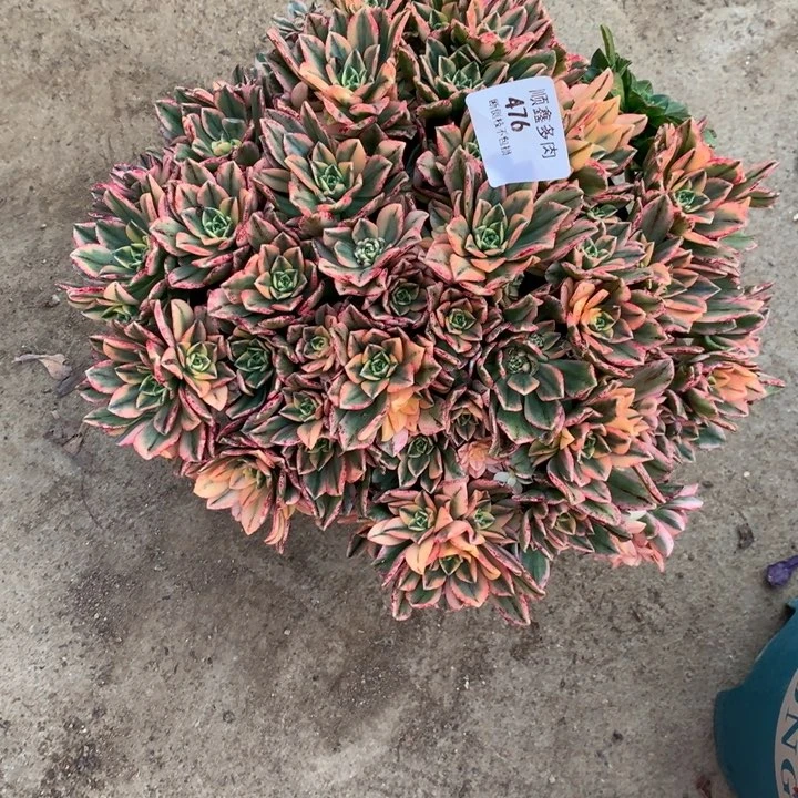 476甜茶多肉植物