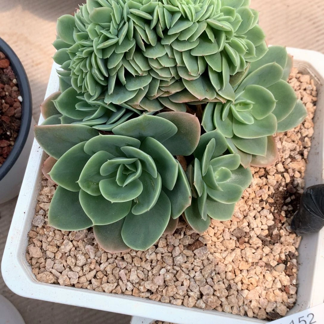 大***瑞A152 售后范围：签收起7天内，不拍冷链不售后