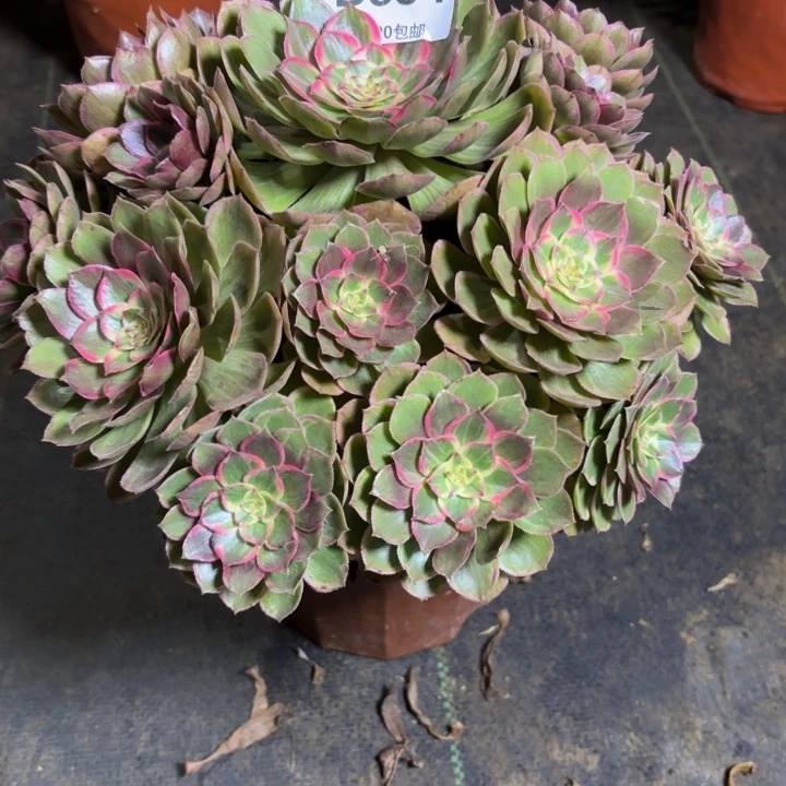 瑞妈，。。。。。694。莲花座，