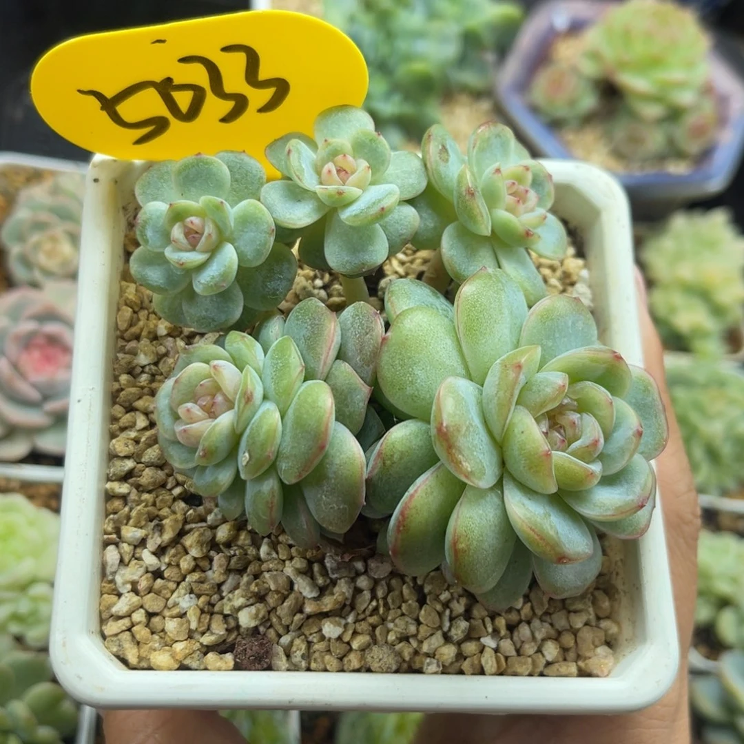 芙汐珍妮5头群5033