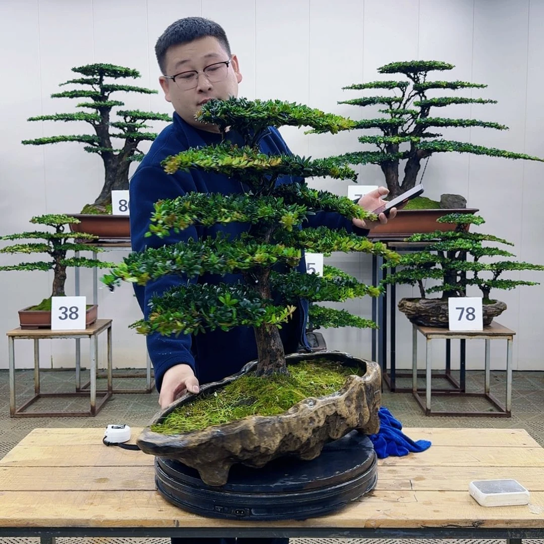 盆景罗汉松造型盆景