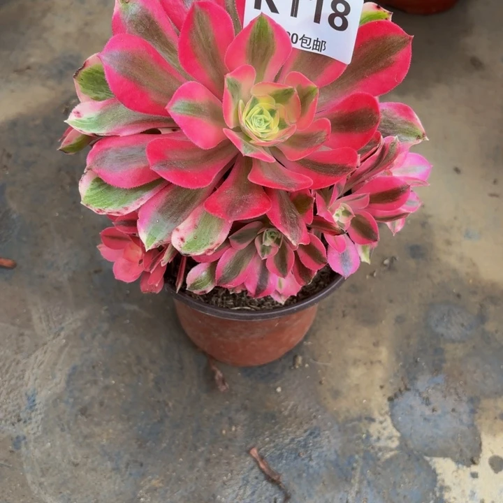 瑞妈多肉园艺，118女郎