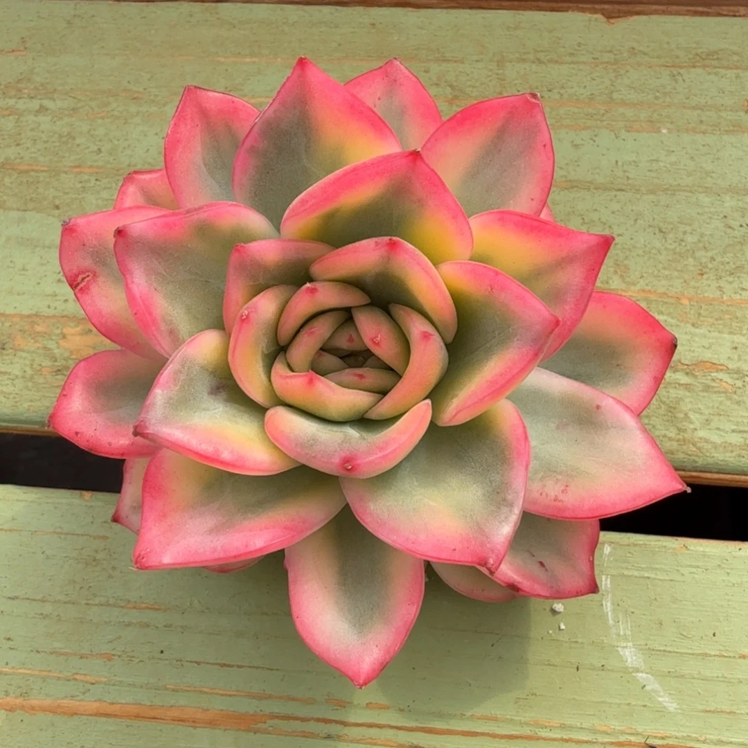 弗罗瑞安娜锦头盖