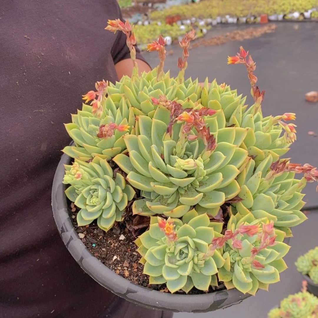 三色堇整桩整群手捧，210杯