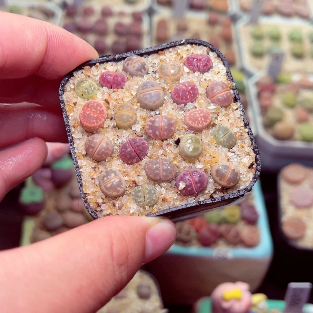 429号带盆包邮发货