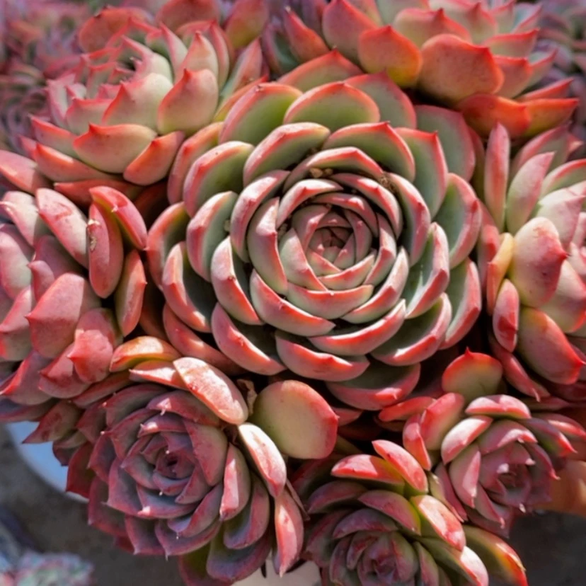 【闪购商品】?***@多肉植物