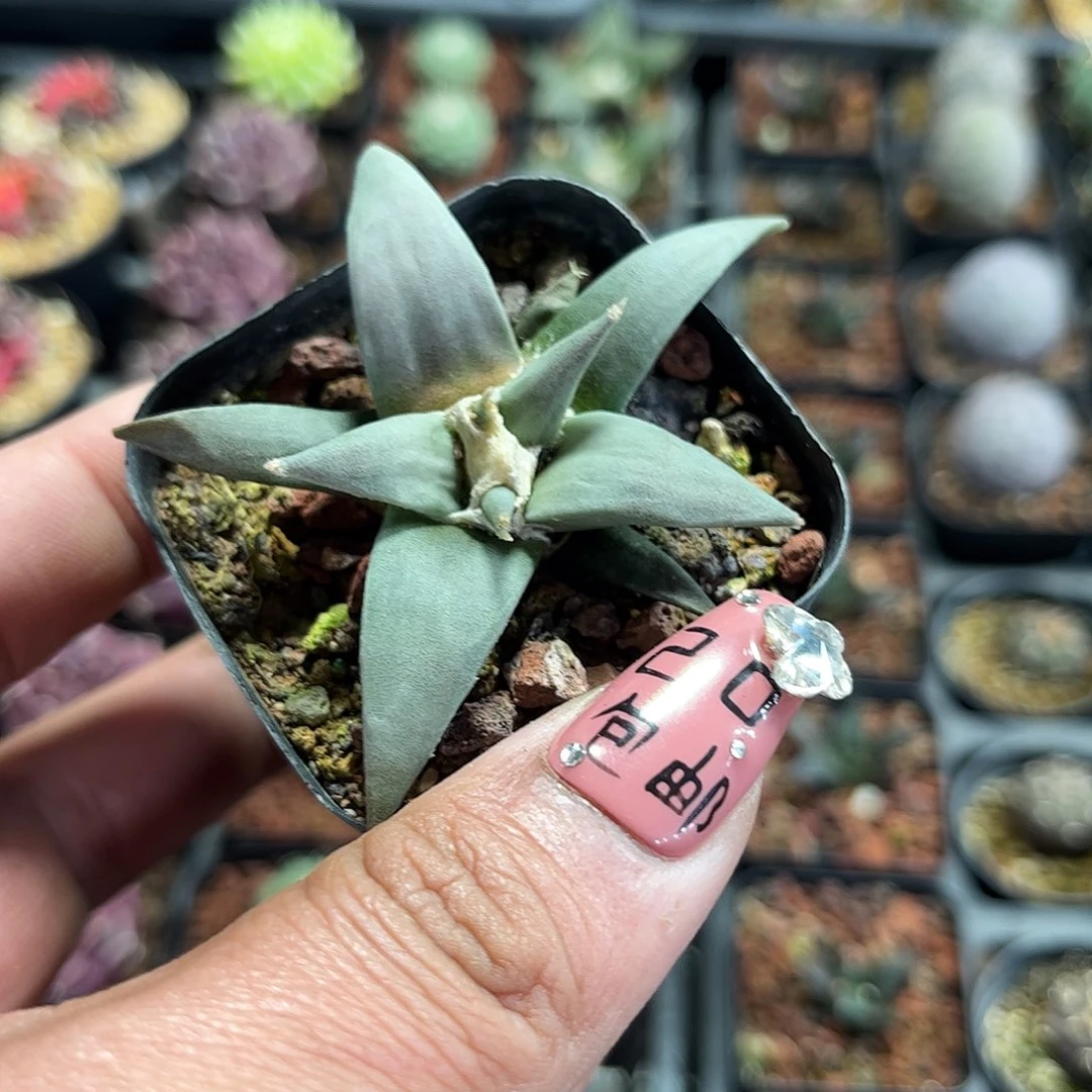 岩牡丹单头发货单头发