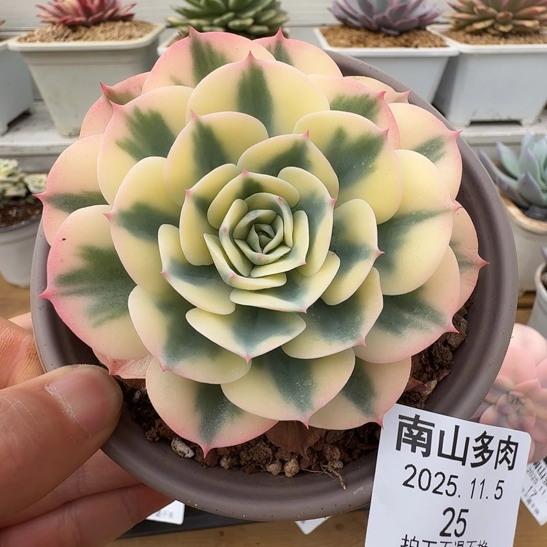玉碟锦111111105-25