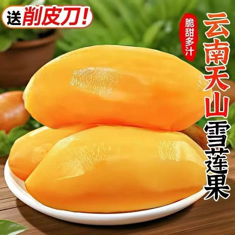 云南天山黄心雪莲果高山红心大果低糖新鲜多汁产地现挖现发5斤装