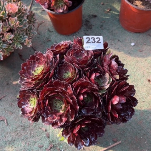 232黑美人朵朵多肉，