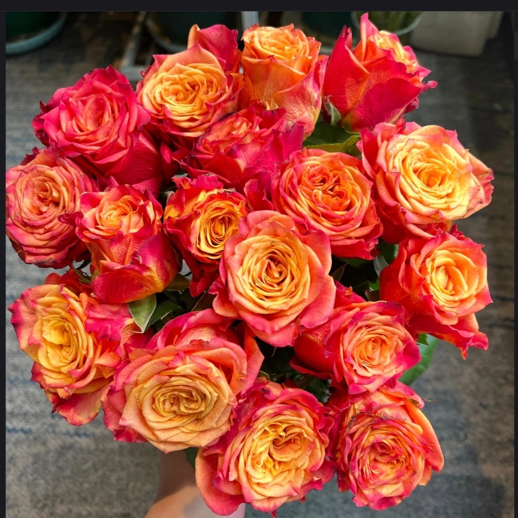 【火焰玫瑰A级】大猩与花优选玫瑰鲜花70-75cm室内水养云南直发