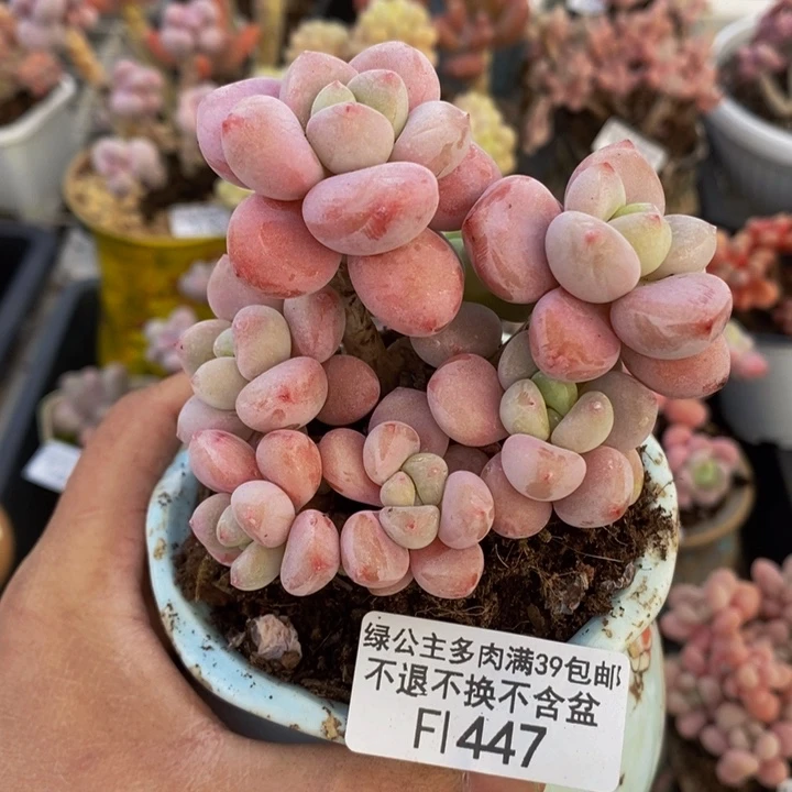 樱花洛神7cm447多肉植物