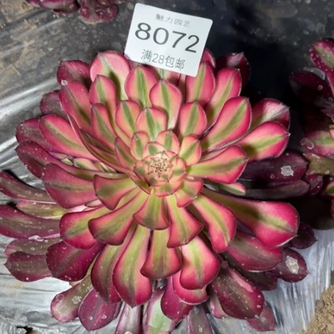 粉桐多肉多肉8072