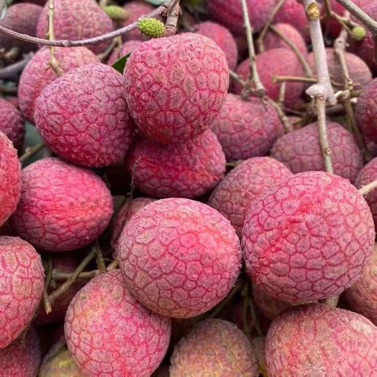 每天新鲜采摘荔枝