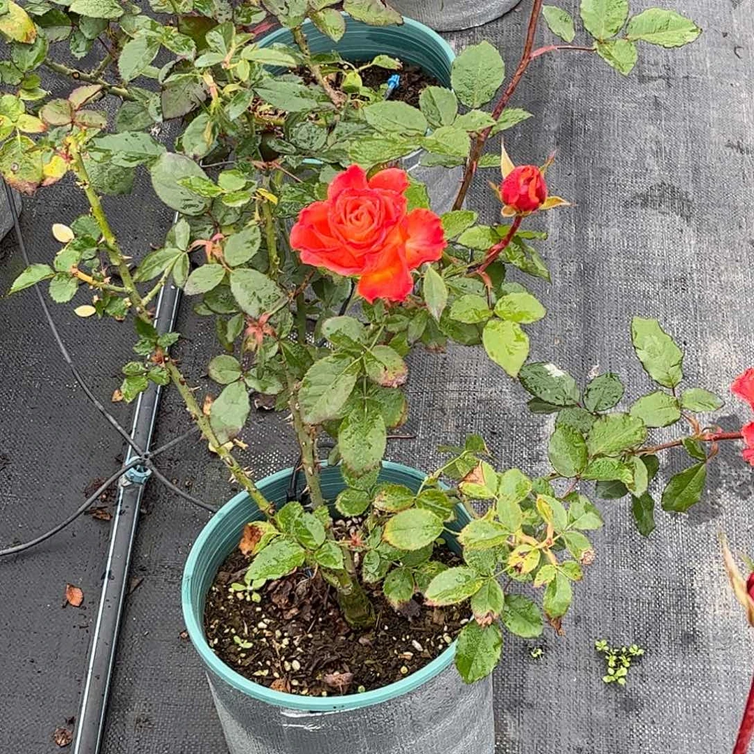 无花朵塔巴斯科，1.8加仑土球发货
