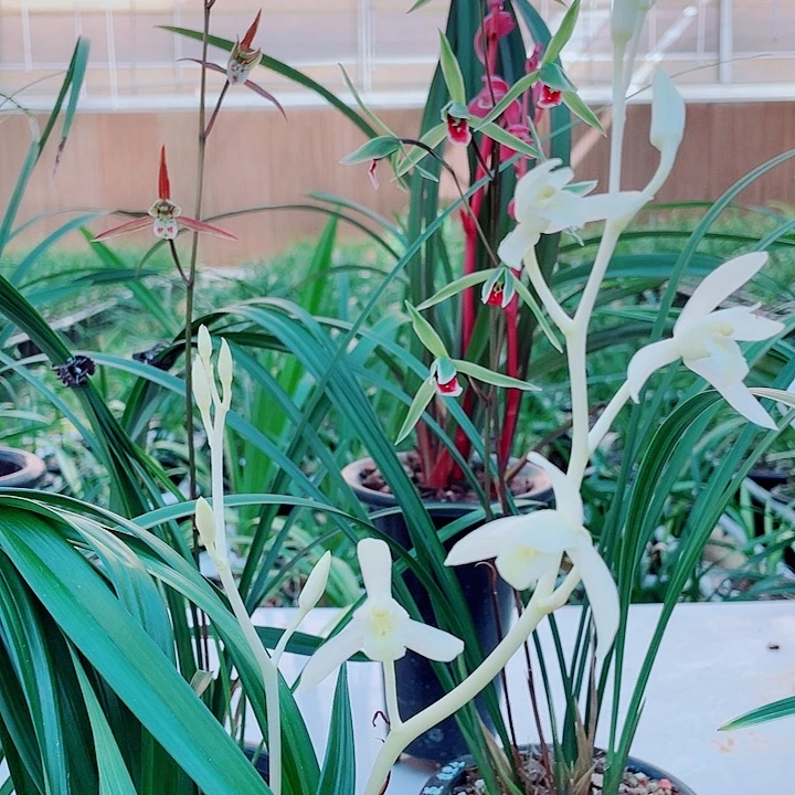 惟***尔无花朵一物一漂亮开花