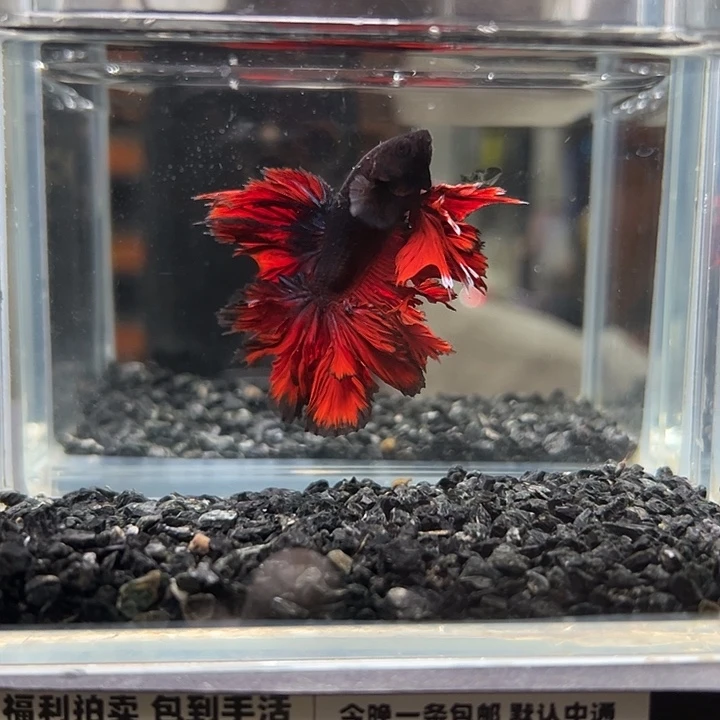 斗鱼竞拍跑单拉黑26日78