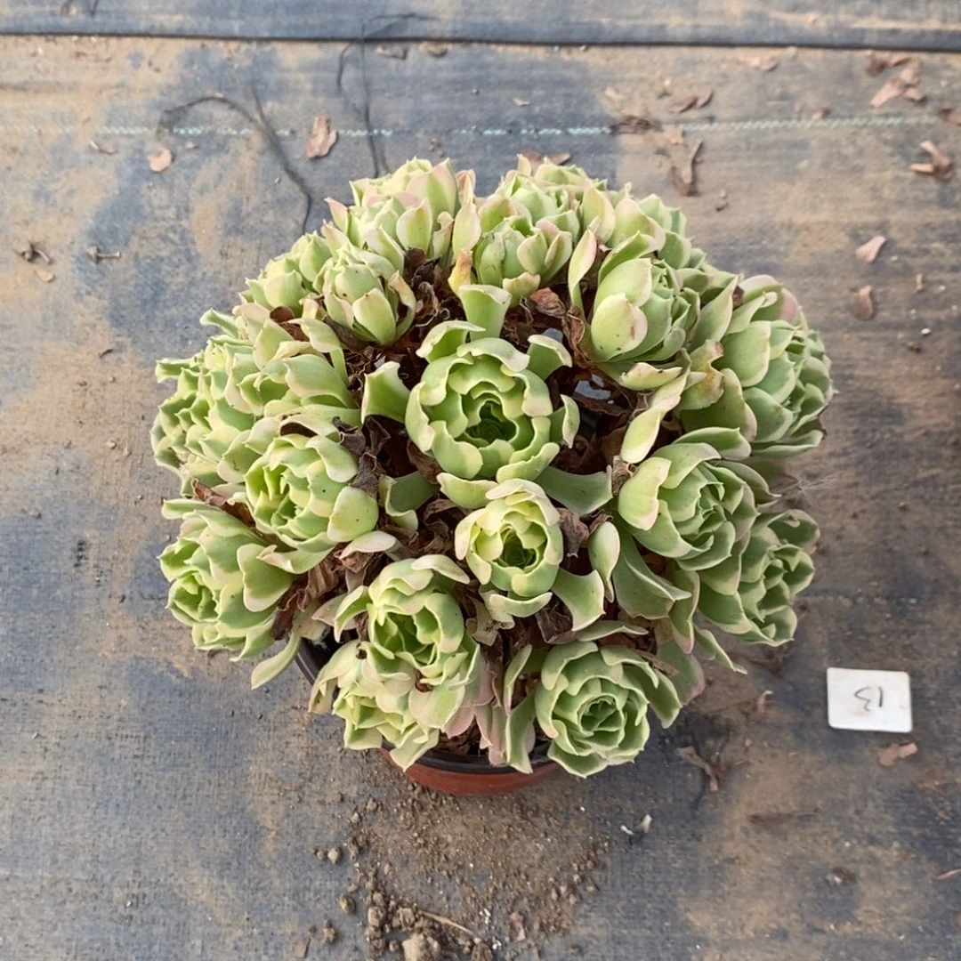 白凤34多肉植物法师法师法师