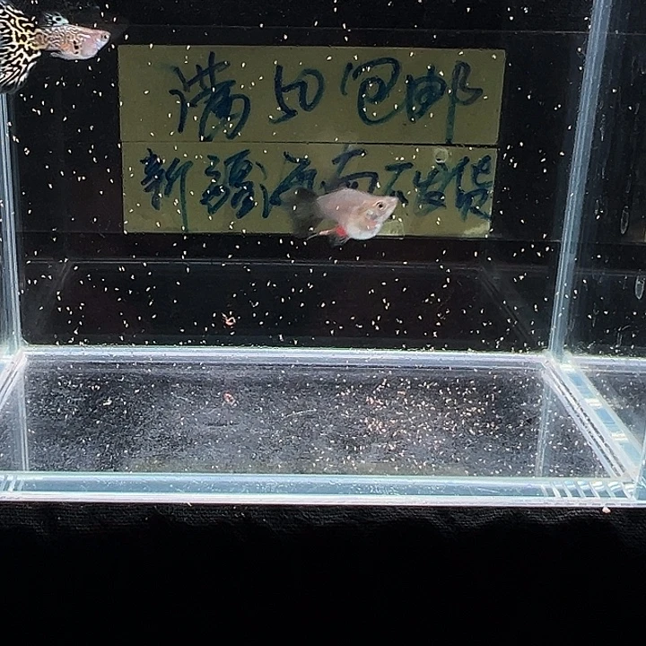 孔雀鱼黄蛇王孔雀