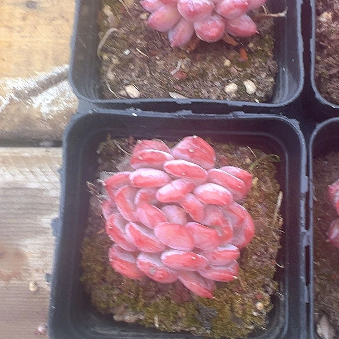 粉珍妮精品多肉植物