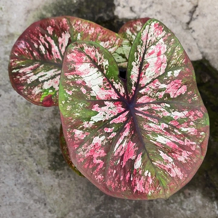 姐***姐85-1122彩叶芋福利广东现货