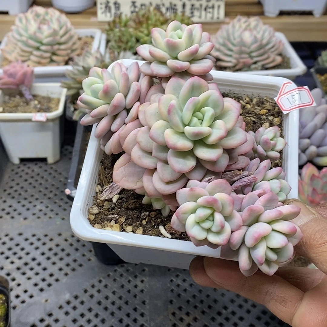 04157 白马覆轮锦 8 头自然群 需延时发货