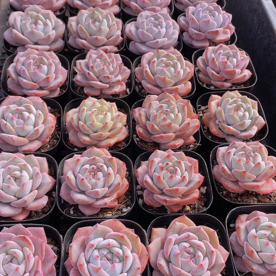 量拍33号 梦橙多肉单头一个